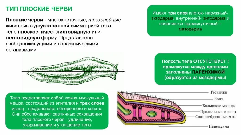 Какая ткань у плоских червей. Свободноживущие плоские черви рис 47. Строение плоских червей 7 класс биология. Тело Тип плоских червей. Дорсовентральные мышцы плоских червей.