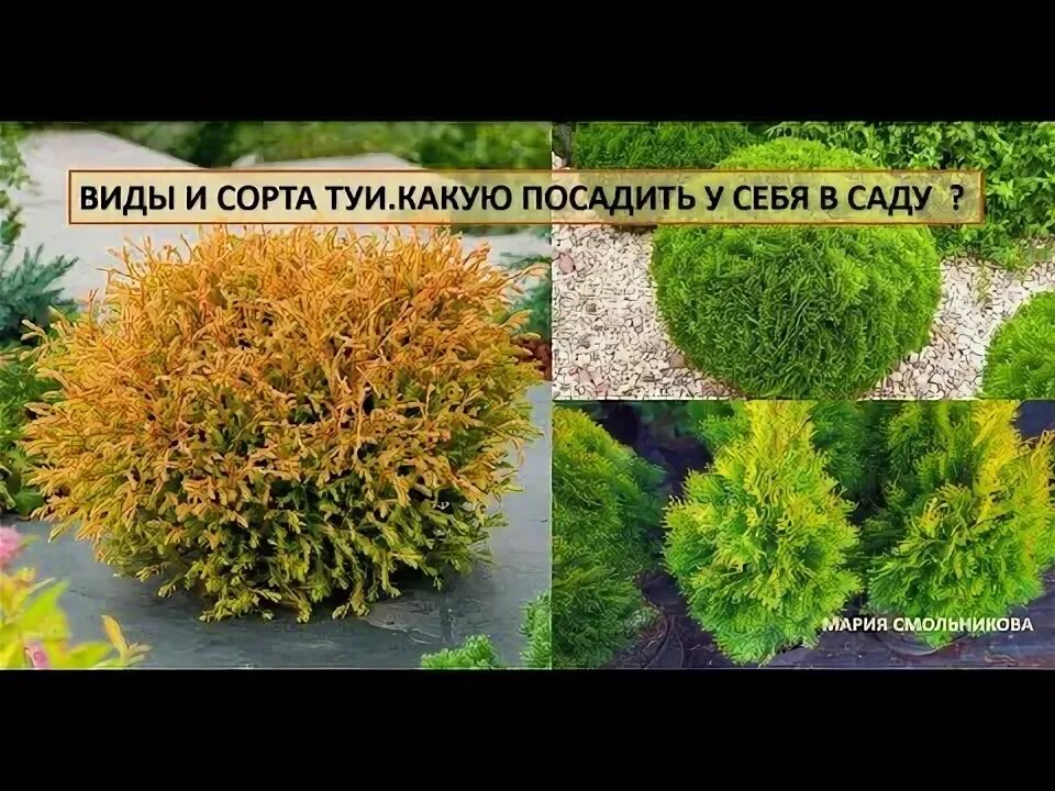 Туя западная "Хозери"- Thuja occidentalis 'Hoseri' и крупномеры купить в Краснод