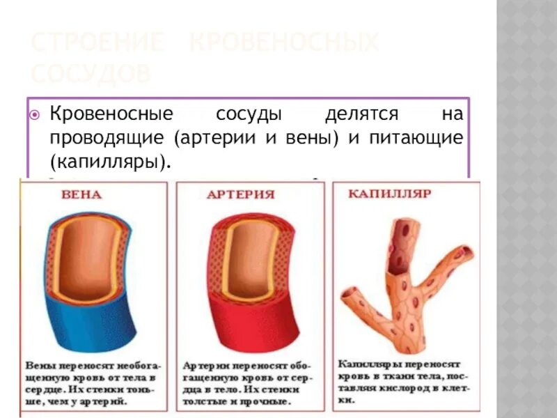 Артерии и вены тест. Строение кровеносных сосудов. Кровеносные сосуды делятся на. Строение артерии вены и капилляры. Строение кровеносных сосудов человека таблица.