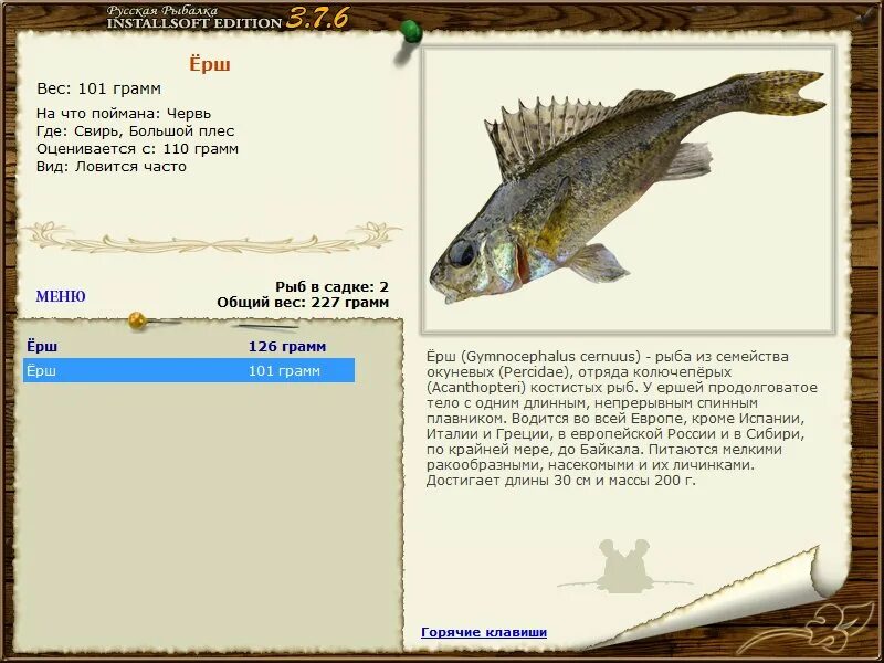 русская рыбалка 3 радужная форель подкаменная тунгуска. реальная рыбалка карасевый пруд на что ловить. пескарь рыба семейства карповых. лещ реальная рыбалка карасевый пруд. на что клюёт пескарь в игре реальная рыбалка на карасёвом пруду.