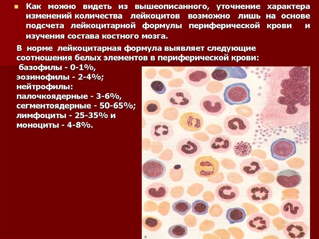 Культивирование лимфоцитов периферической крови. Методика подсчета лейкоцитарной формулы. Методика подсчета лейкоцитарной формулы в мазке крови. Окраска мазков крови для подсчета лейкоцитарной формулы. Лейкоциты в костном мозге.