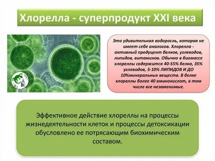 К каким систематическим группам относится хлорелла