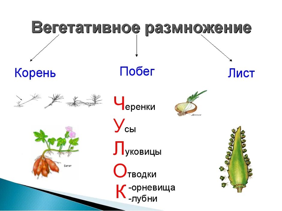 Вегетативное размножение схематическое изображение. Схема типы размножения растений. Способы вегетативного размножения листовыми. Вегетативное размножение растений чулок. Лист орган вегетативного размножения