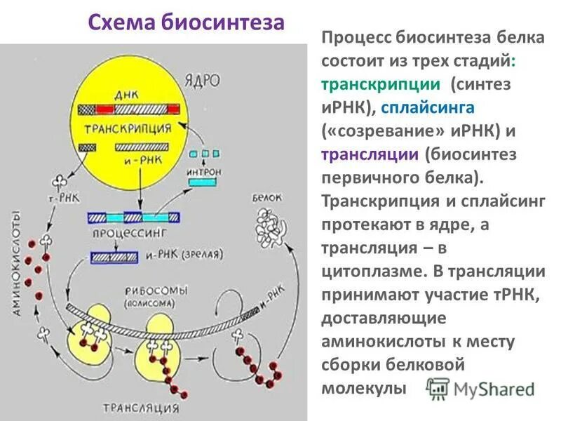 Ферменты участвующие в синтезе белка. Биосинтез белка сплайсинг. Этапы биосинтеза белка процессинг. Этапы биосинтеза белка транскрипция и трансляция. Биосинтез белка транскрипция процессинг.