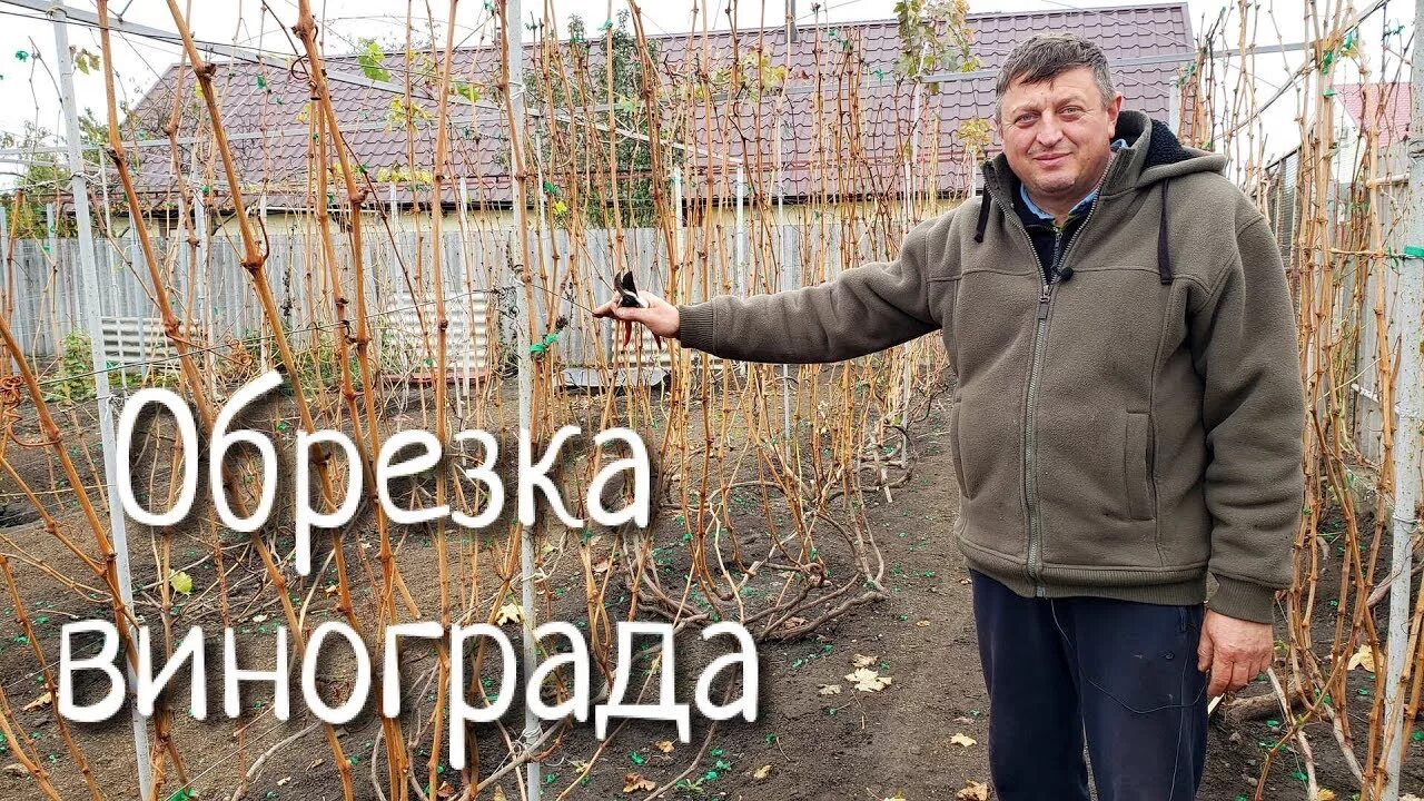 Обрезка винограда на зиму виноград Шпака. Шпак виноград