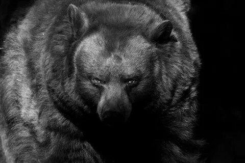 Scary bear