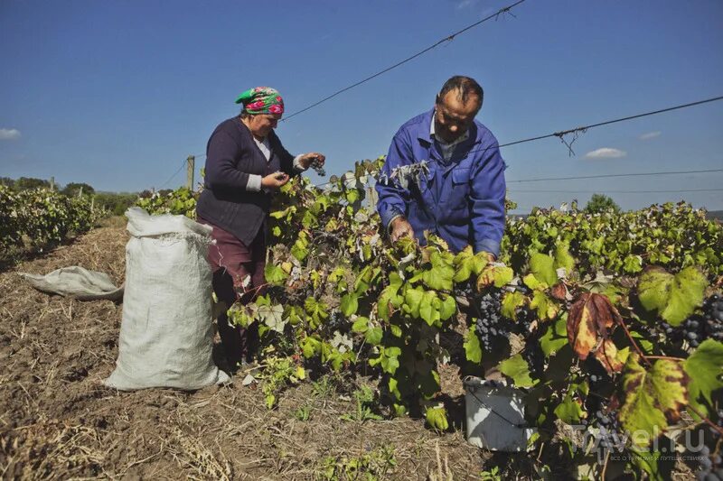 Где купить молдовы. Молдаванин на винограднике сказочный. Хозяйственная деятельность населения Молдавии. Молдавские рабочие. Виноделие в Молдове 19 век.