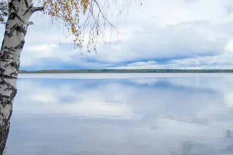 Белое озеро береза