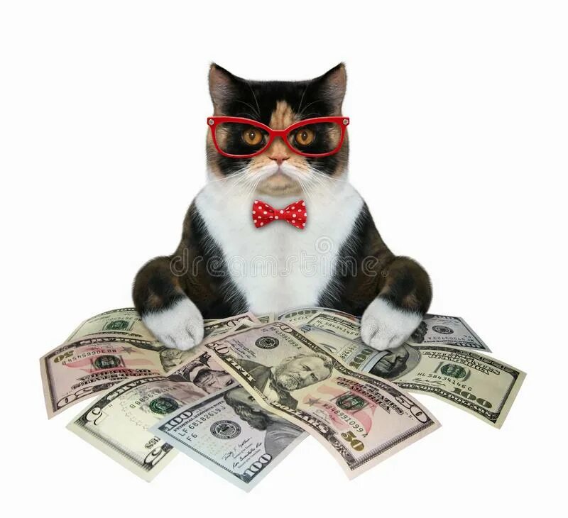 Cat bank. Кот банкир. Красивый кот банкир. Кот работник. Кошка с деньгами.