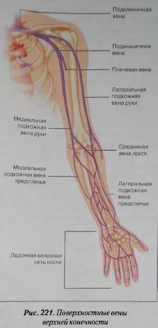 Периферическая вена где. Вены верхней конечности анатомия схема. Вены предплечья анатомия схема. Центральная локтевая Вена. Кубитальная Вена верхней конечности.