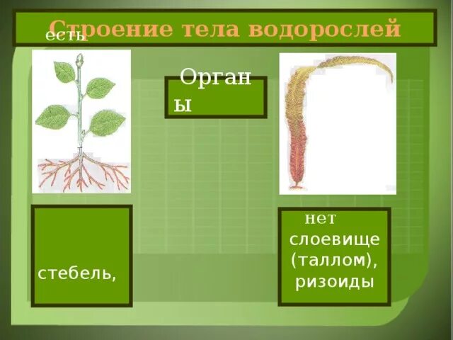 Строение тела водорослей. Стебель водорослей. Строение органов водоросли. Органы стебля водорослей.