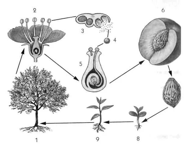 Половое размножение растений. Схема индивидуальное развитие растений. Схема развития цветка. Эволюция. Растения.
