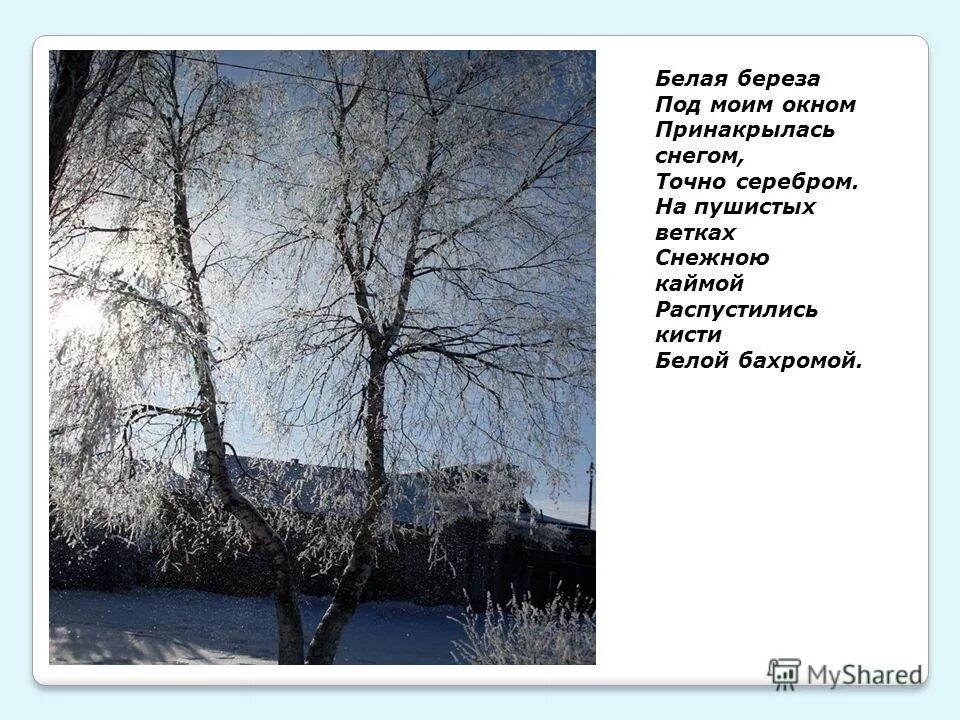 стих белая берёза под моим окном принакрылась снегом точно серебром. белые березы белые снега слова. белая береза принакрылась снегом.