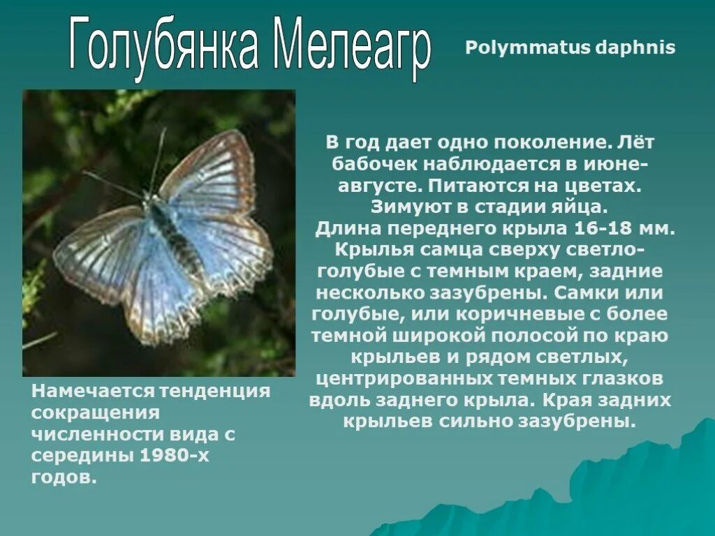 Бабочка голубянка описание. Голубянка дафнис. голубянка мелеагр бабочка. голубянка мелеагр красная книга. голубянка бабочка красная книга.