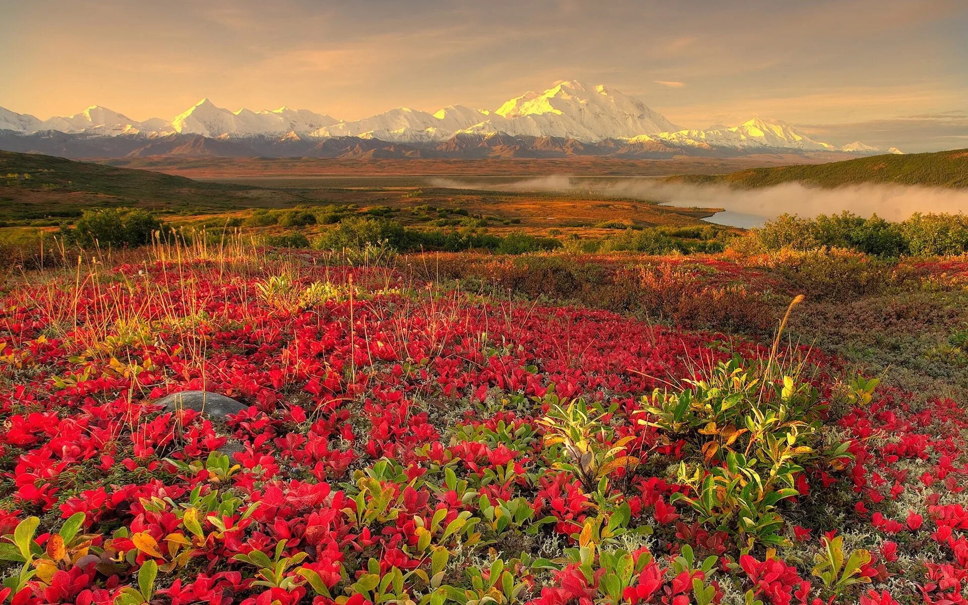 Цветок аляска. Национальный парк Аляска цветы. Чукотка тундра цветет.