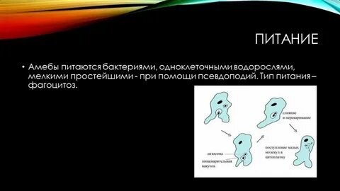 Процессы сопровождающие питание амебы