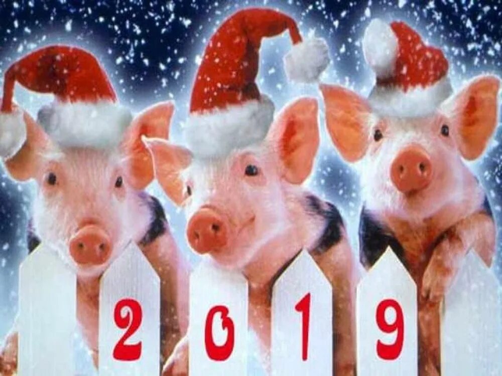 Год свиньи. Год свиньи 2019. Год свиньи года. Годы свиньи по восточному календарю.