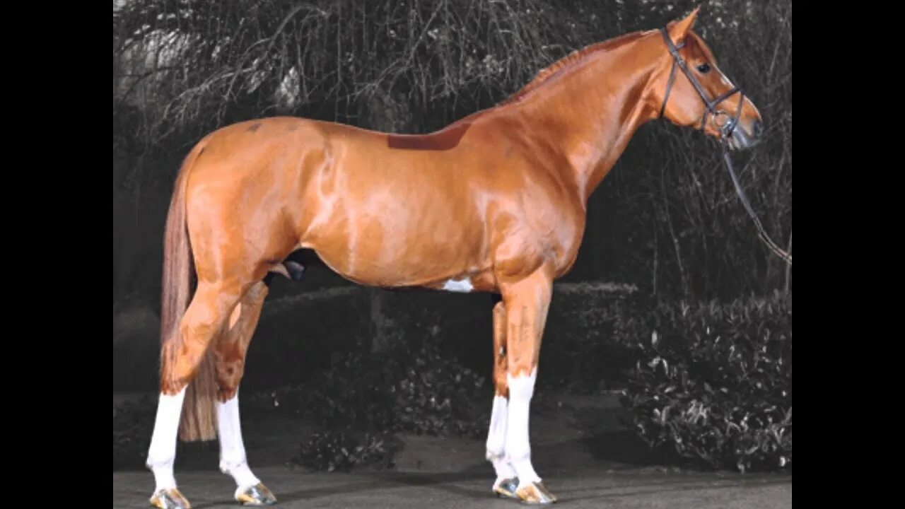 Лошадь из изумруд. Emerald horse. Emerald horse. Жеребец арабских кровей. Ловади.