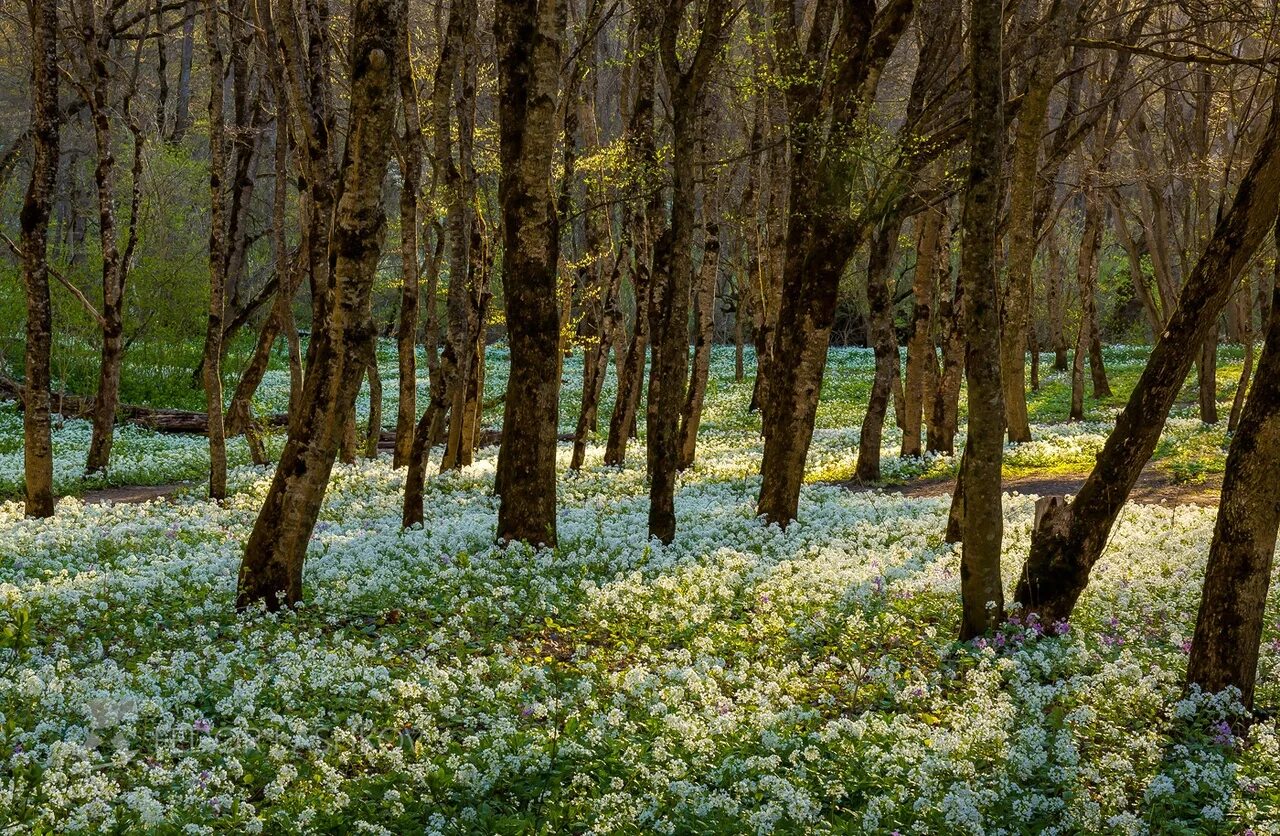 Как хорош и привлекателен весенний лес. Весенний Пятигорск пролески. Таманский лес Ставрополь. Лес весной.