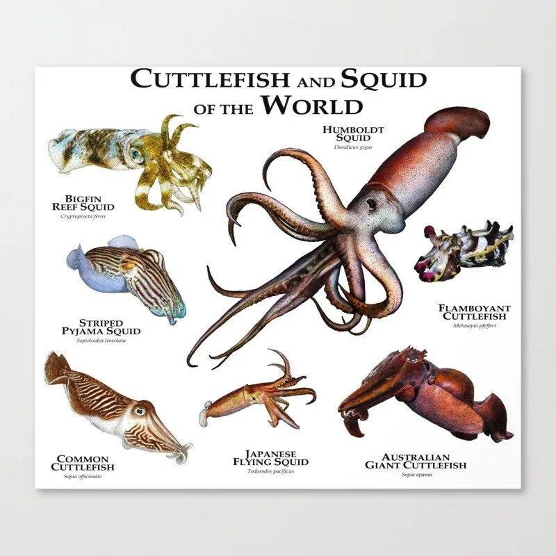 Squid перевод. Squid Cuttlefish. Разновидности кальмаров. Игра в кальмара на английском