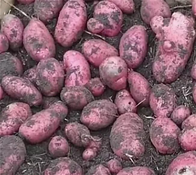 Картофель сорт пирошка отзывы. Картофель шарвари пирошка. сорт картофеля шарвари пирошка. сорт шарвари пирошка.