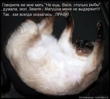 Ешь вася ешь
