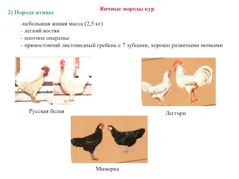 Кур перевод на русский. Птицеводство породы. Классификация курицы. Породы кур презентация. Породы кур с двумя гребнями.