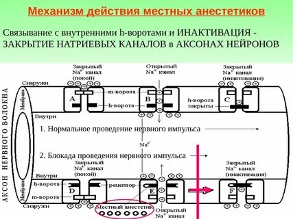 Местно действующих