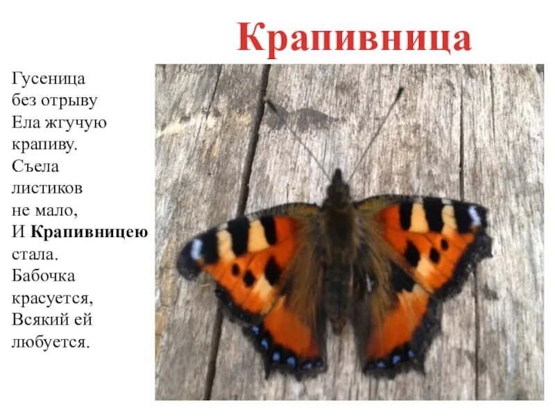 Бабочка прилетела примета. Бабочка шоколадница-крапивница. гусеница бабочки шоколадницы. бабочка крапивница и ее гусеница. залетела бабочка крапивница.