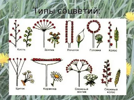 Кисть зонтик