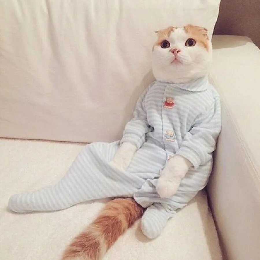 Кот одет. Кот в пижаме. пижама кошка. кошки на детской одежде. милые котики в пижамках.