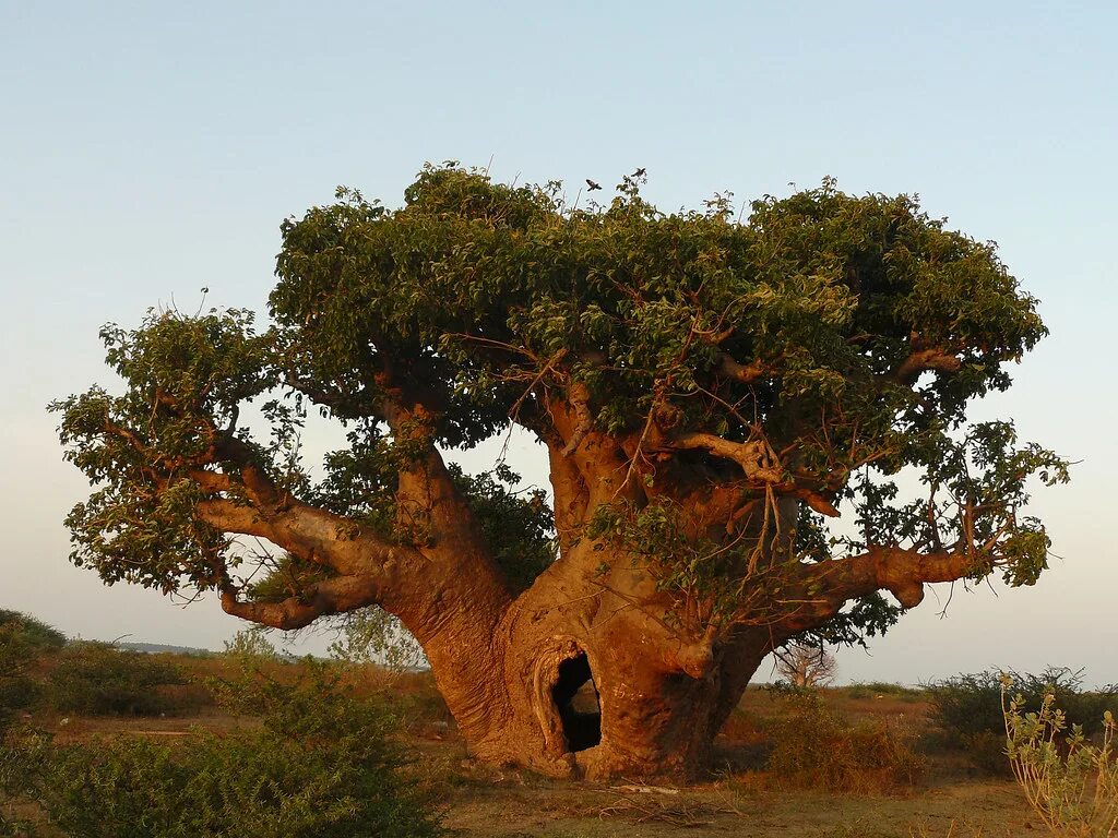 Adansonia digitata баобаб Адансония пальчатая. Баобаб дерево. Растения Африки баобаб. Баобаб дланевидный.