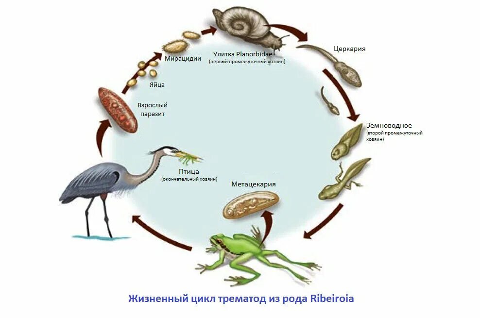 Стадия жизненного цикла червя. Червь-трематода из рода Ribeiroia. Ribeiroia паразит жизненный цикл. Церкария жизненный цикл. Жизненный цикл лягушачьей двуустки.