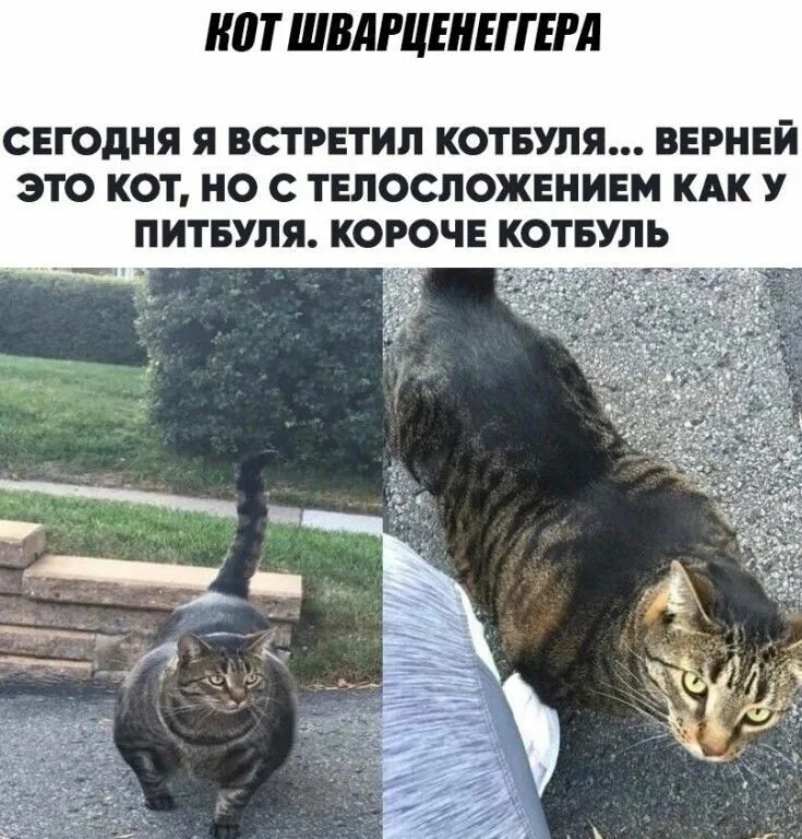 Кот думает что он питбуль. Кот качок. накаченный кот. кот качок фото. мускулистые коты.