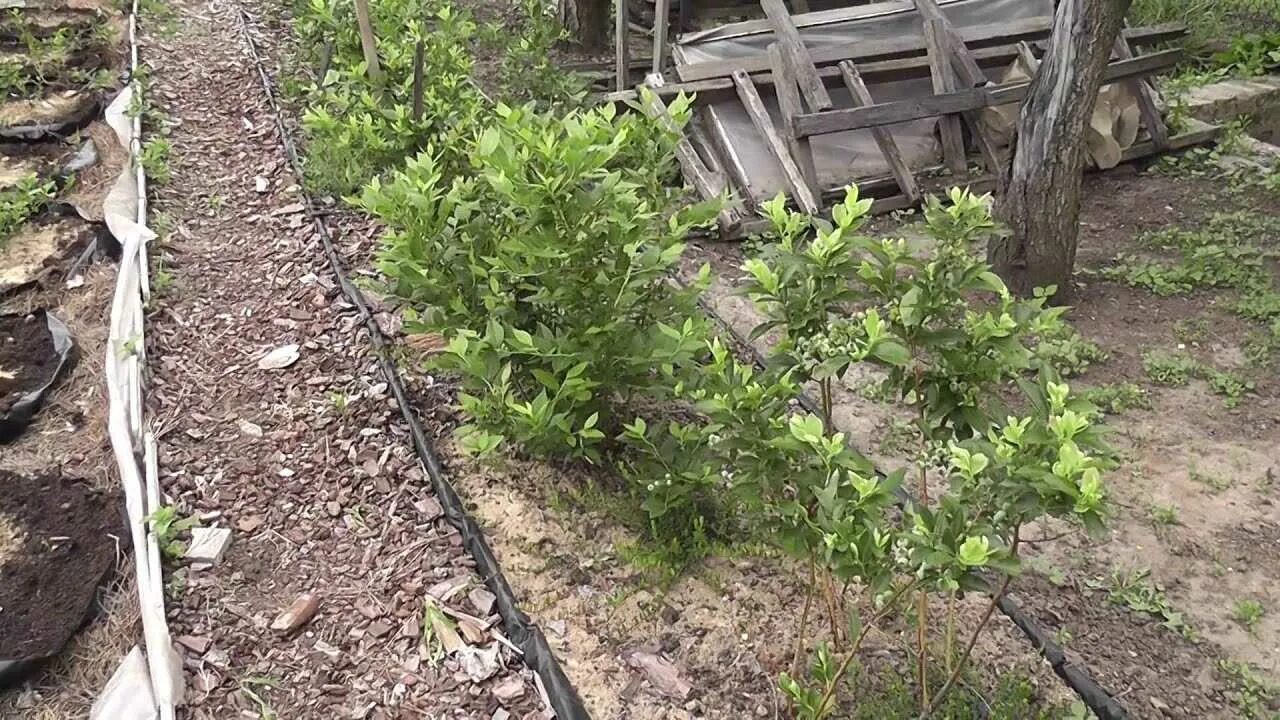 Голубика посадка и уход в открытом. Голубика садовая посадка. голубика садовая подвязка. голубика садовая посадка куст. грядка для голубики.