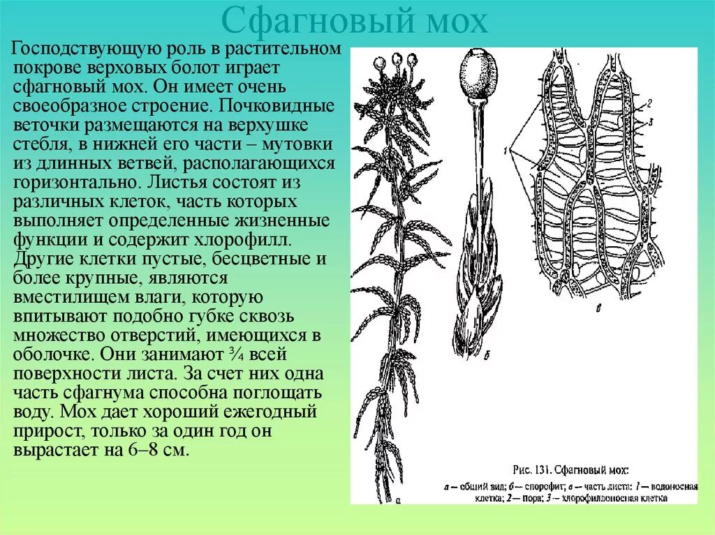 Сфагнум болотный строение. Сфагнум болотный покрытосеменной. Таксон сфагновых мхов. Таксоны сфагнума.