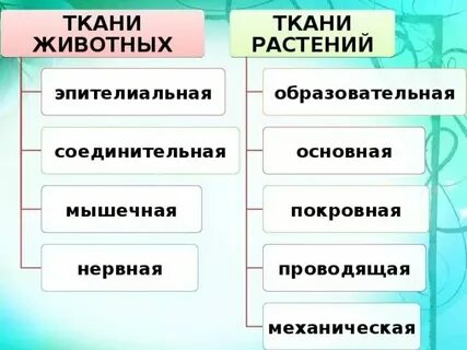 Какой ткани нет у животных