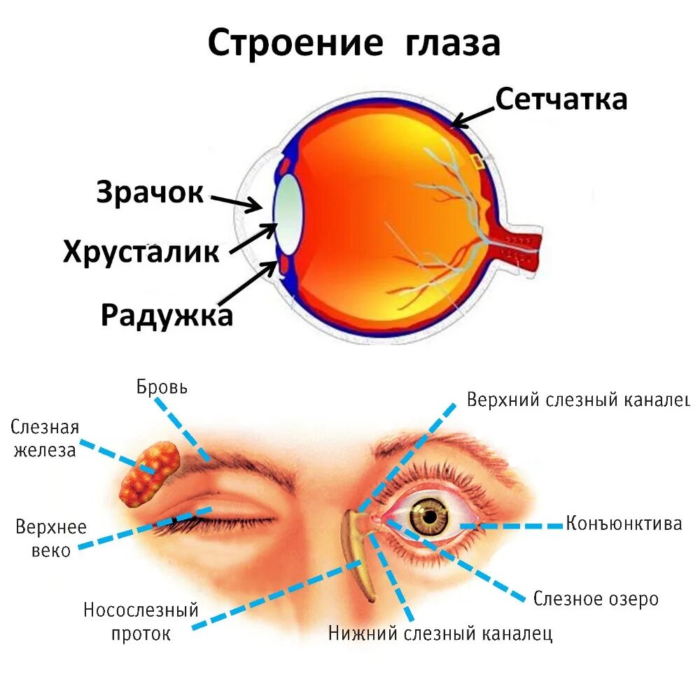 Что входит в глаз человека. Строение глаза человека схема. Структура глазного яблока схема. Внутренние структуры глазного яблока строение и функции. Строение органа зрения (строение глазного яблока)..