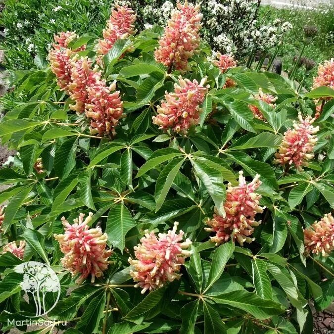 Castanea pumila. Каштан в субтропиках. Карликовый каштан описание. Конский каштан красный павия. Конский каштан китайский.