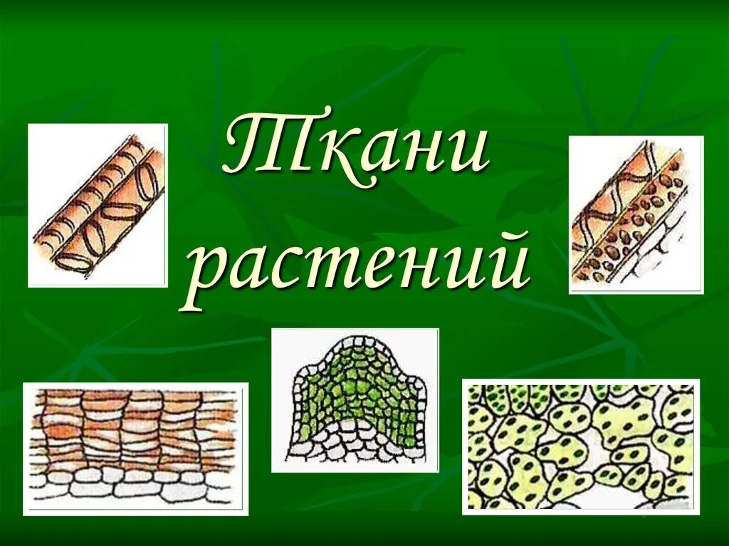 Ткани растений 6 видов. Ткани растений. Растительные ткани биология. Образовательная и покровная ткань растений. Растительные ткани растений.