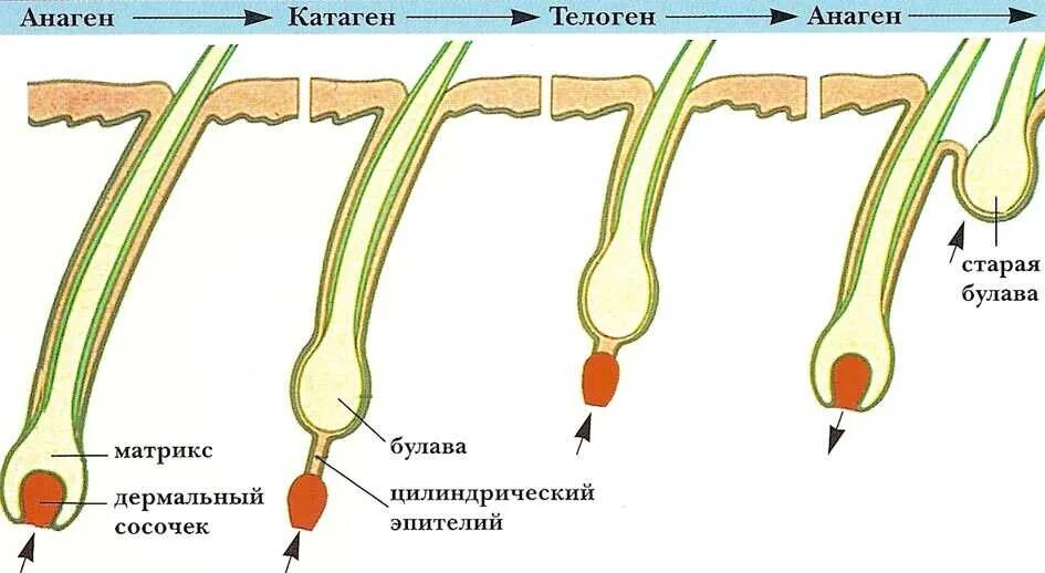 Структура и рост волос. Стадии волос. Цикл роста волос. Строение и рост волос. Рост волоса происходит за счет