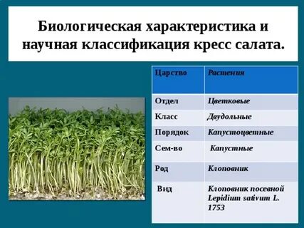 Характеристика каждого растения