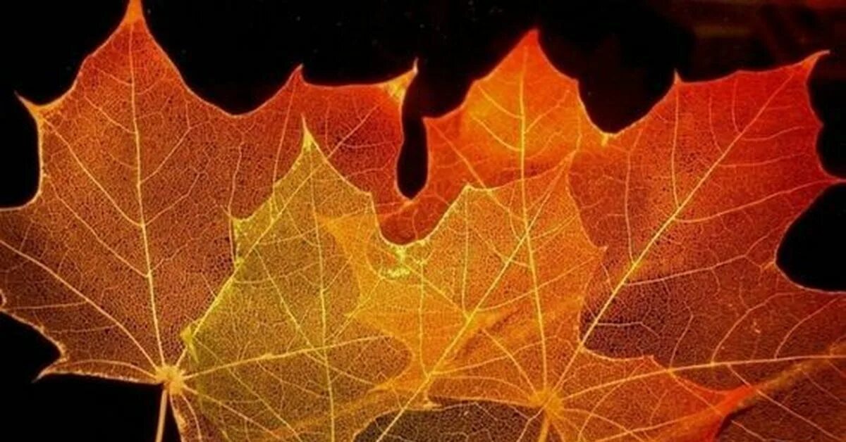Как сделать прозрачные листья