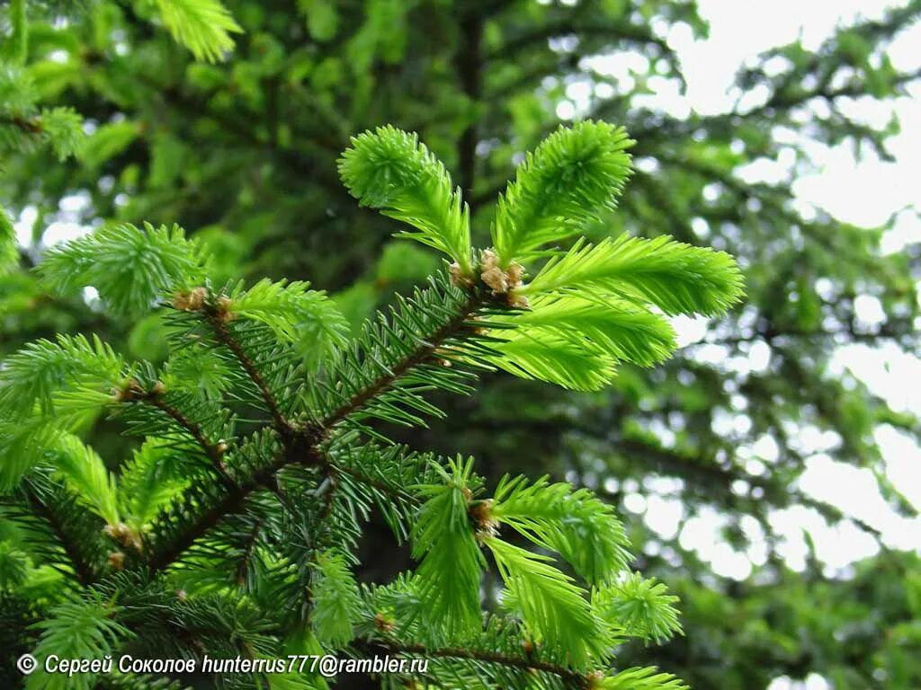 Пихта нордмана. Новые побеги ели. Picea abies barryi. Хвоя пихты. Пихта сибирская хвоя.