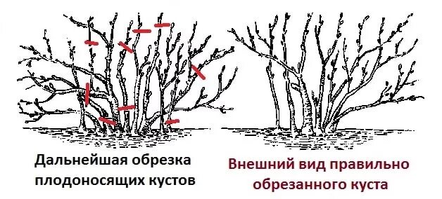 Когда обрезать крыжовник. Схема обрезки крыжовника осенью. Обрезка крыжовника весной схема. Схема формирования крыжовника. Обрезка крыжовника осенью для начинающих пошагово.