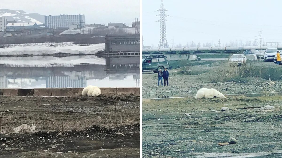 Спасенная в норильске белая медведица. Медведь в норильске. Вымирание белых медведей. Белый медведь в норильске. Белый медведь в норильске.