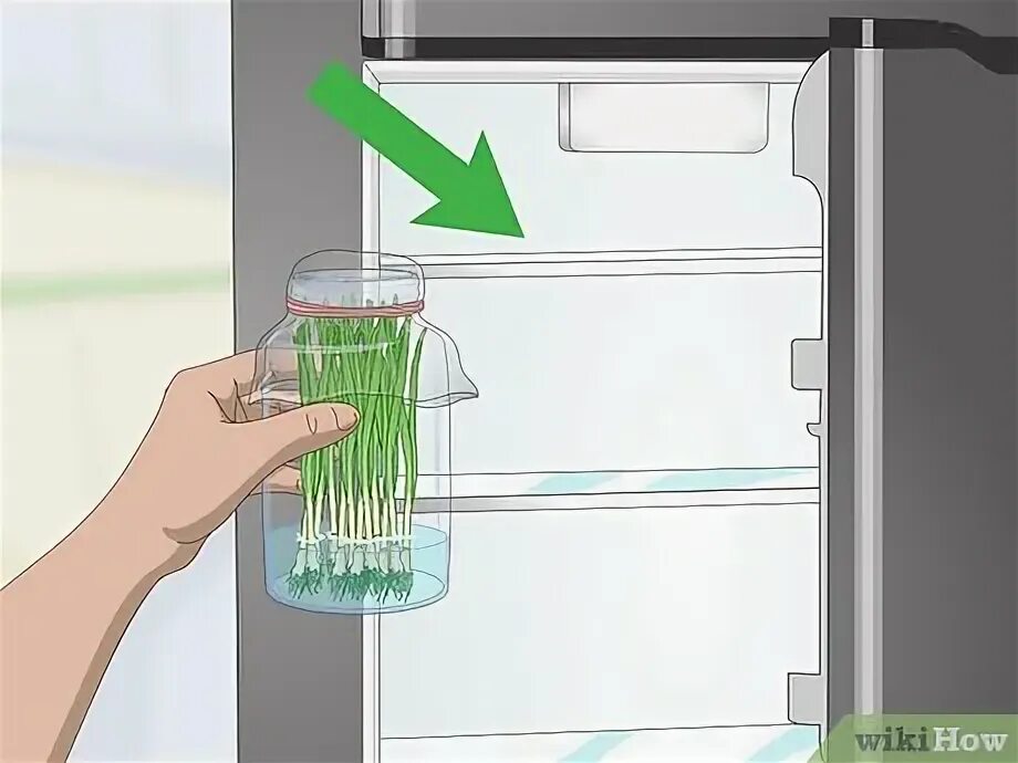 Как сохранить лук свежим в холодильнике. Холодильник для зелени. Стакан воды в холодильнике. Хранение зелени в банке в холодильнике. Зелень в стакане с водой в холодильнике.
