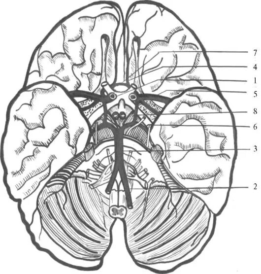 Кровоснабжение головного мозга анатомия. Кровоснабжение головного мозга топография. Передняя мозговая артерия анатомия. 8. Кровоснабжение головного мозга. Мозговые артерии латынь