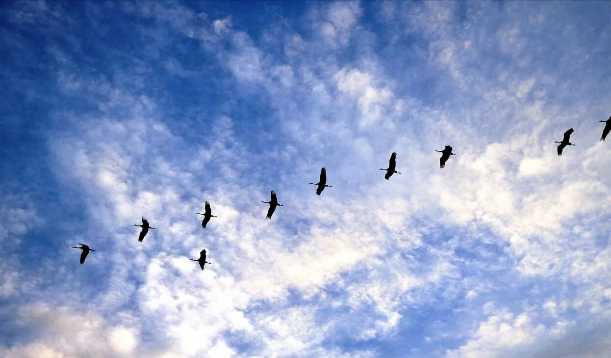 Клин белых журавлей. Стая птиц. Журавль в небе. Птицы улетают. Птицы в небе.