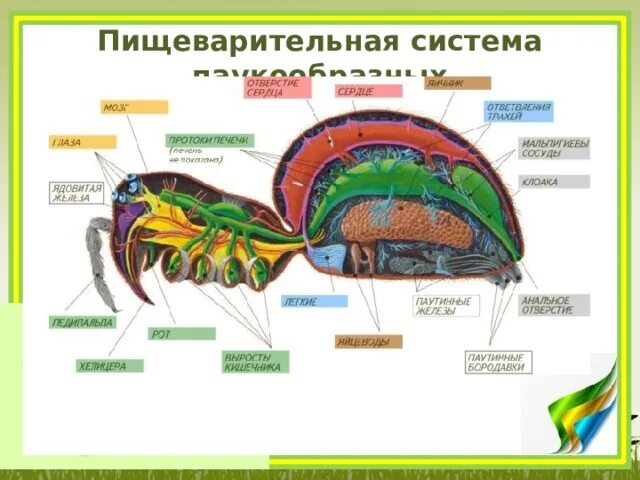 Пищеварительная система паукообразных 7 класс. Пищеварительная система паукообразных 7 класс